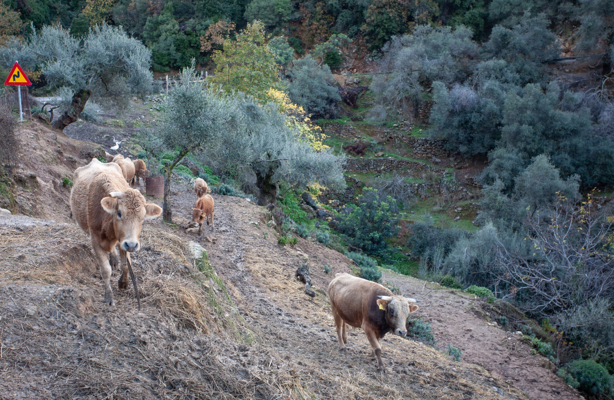 Αυτή είναι η πιο αυθεντική εμπειρία φαγητού στην Ελλάδα: Η ταβέρνα που εκθειάζουν τα μεγάλα ξένα media 