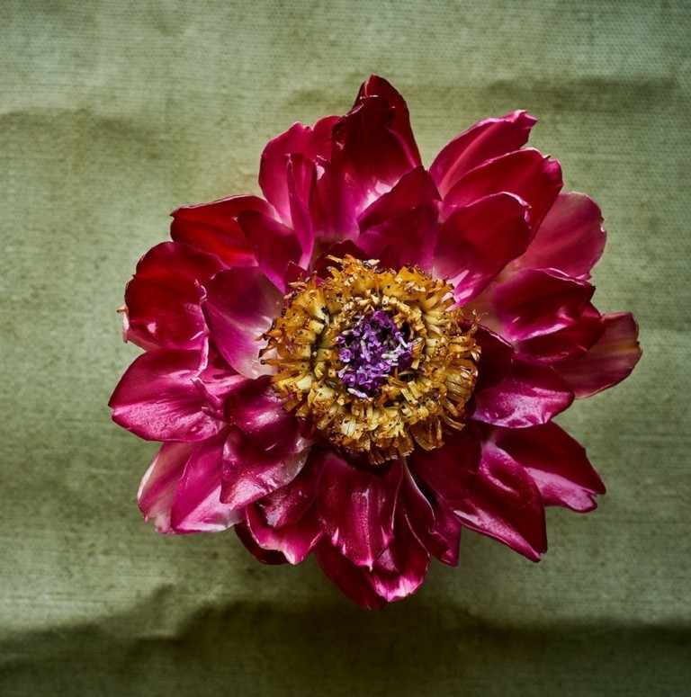 Τα πιο πρωτοποριακά πιάτα του εστιατορίου Noma – Σαν πίνακες που αφηγούνται ιστορίες