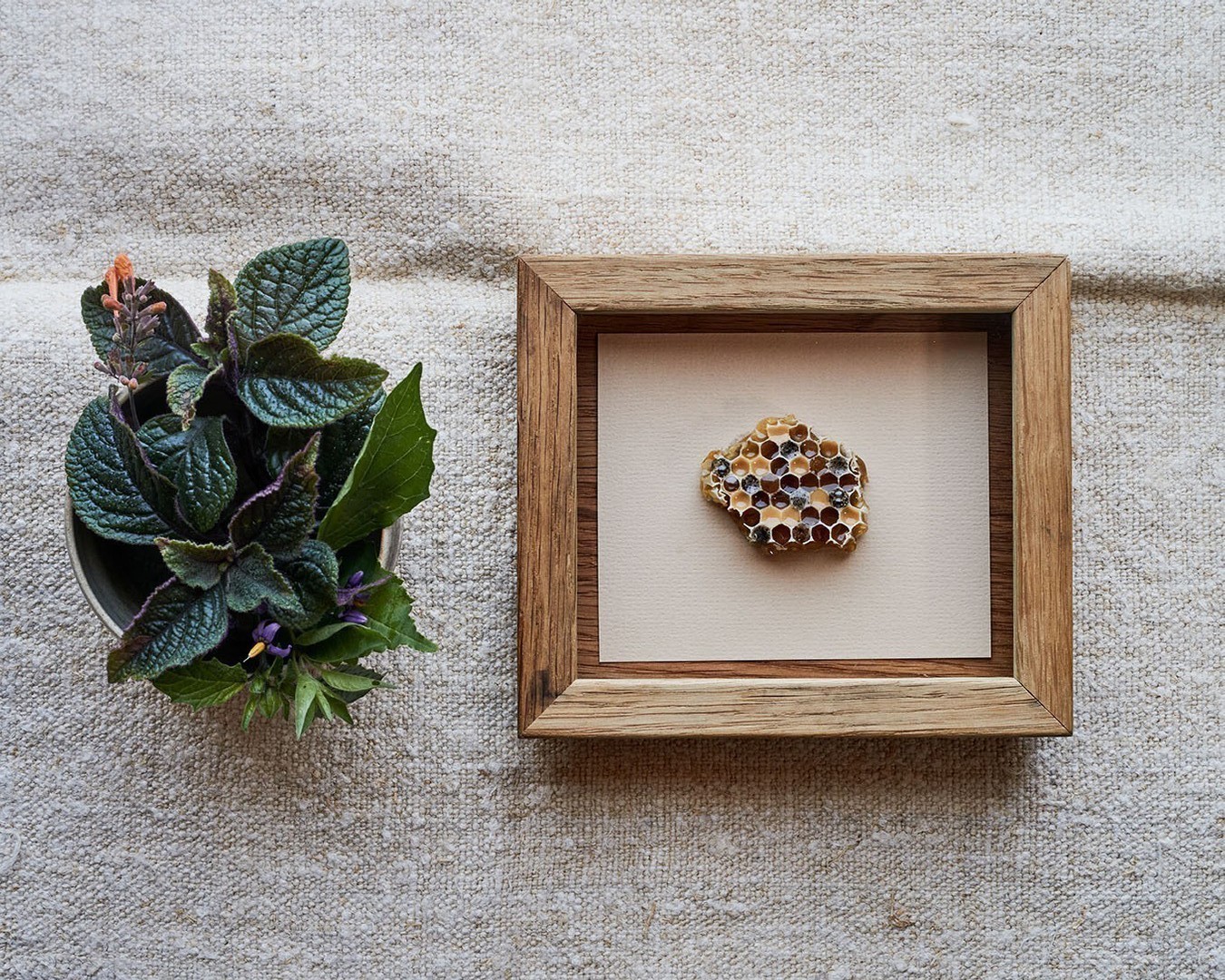 Τα πιο πρωτοποριακά πιάτα του εστιατορίου Noma – Σαν πίνακες που αφηγούνται ιστορίες