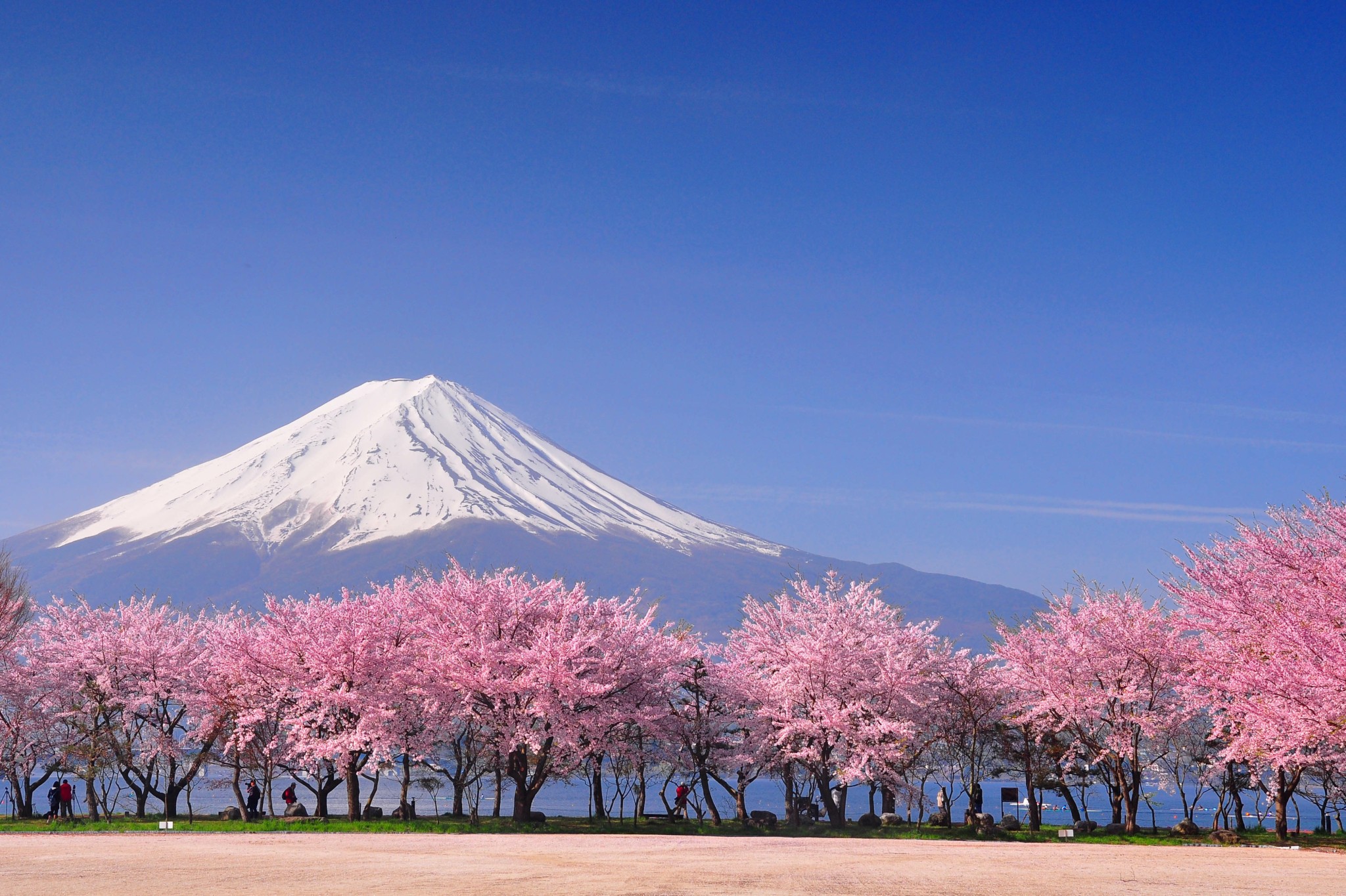 Οταν ανθίζουν οι κερασιές Sakura – Οι 7 ημέρες γιορτής της ιαπωνικής Φύσης  που πλημμυρίζει από τουρίστες από όλον τον κόσμο | Ειδήσεις για την  Οικονομία | newmoney