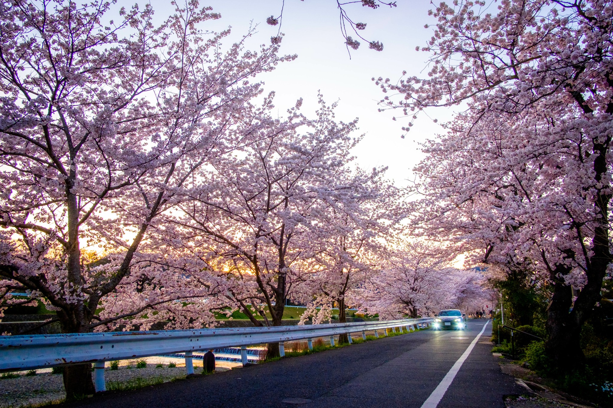 Οταν ανθίζουν οι κερασιές Sakura – Οι 7 ημέρες γιορτής της ιαπωνικής Φύσης που πλημμυρίζει από τουρίστες από όλον τον κόσμο
