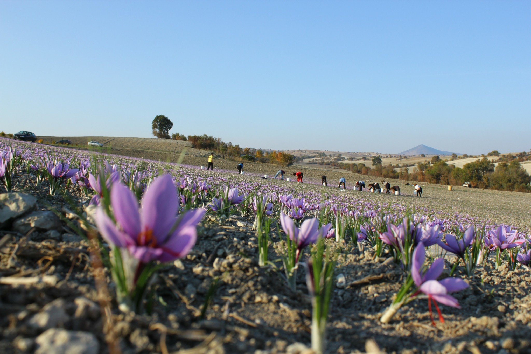 Κρόκος Κοζάνης: Η κλιματική αλλαγή «χτύπησε» ένα από τα πιο διάσημα ελληνικά αγροτικά προϊόντα (pics)