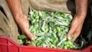 Χρονιά-ρεκόρ το 2022 για τις εξαγωγές επιτραπέζιας ελιάς