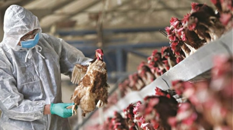 Φάρμα στην Τσεχία θα θανατώσει 220.000 πουλερικά – Η μεγαλύτερη έξαρση της γρίπης των πτηνών στη χώρα
