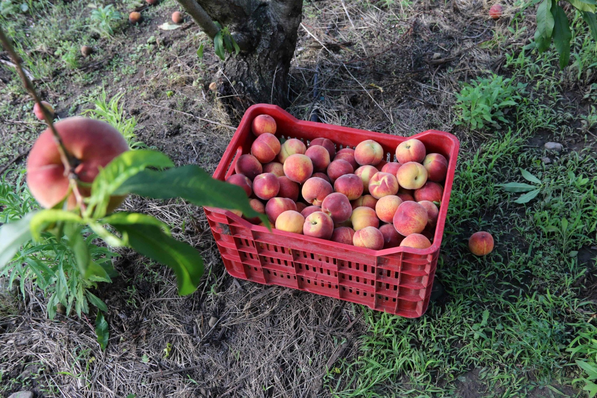 Ροδάκινα – νεκταρίνια: Ποια μέτρα εξετάζονται μετά τον ιό που τα παραμορφώνει
