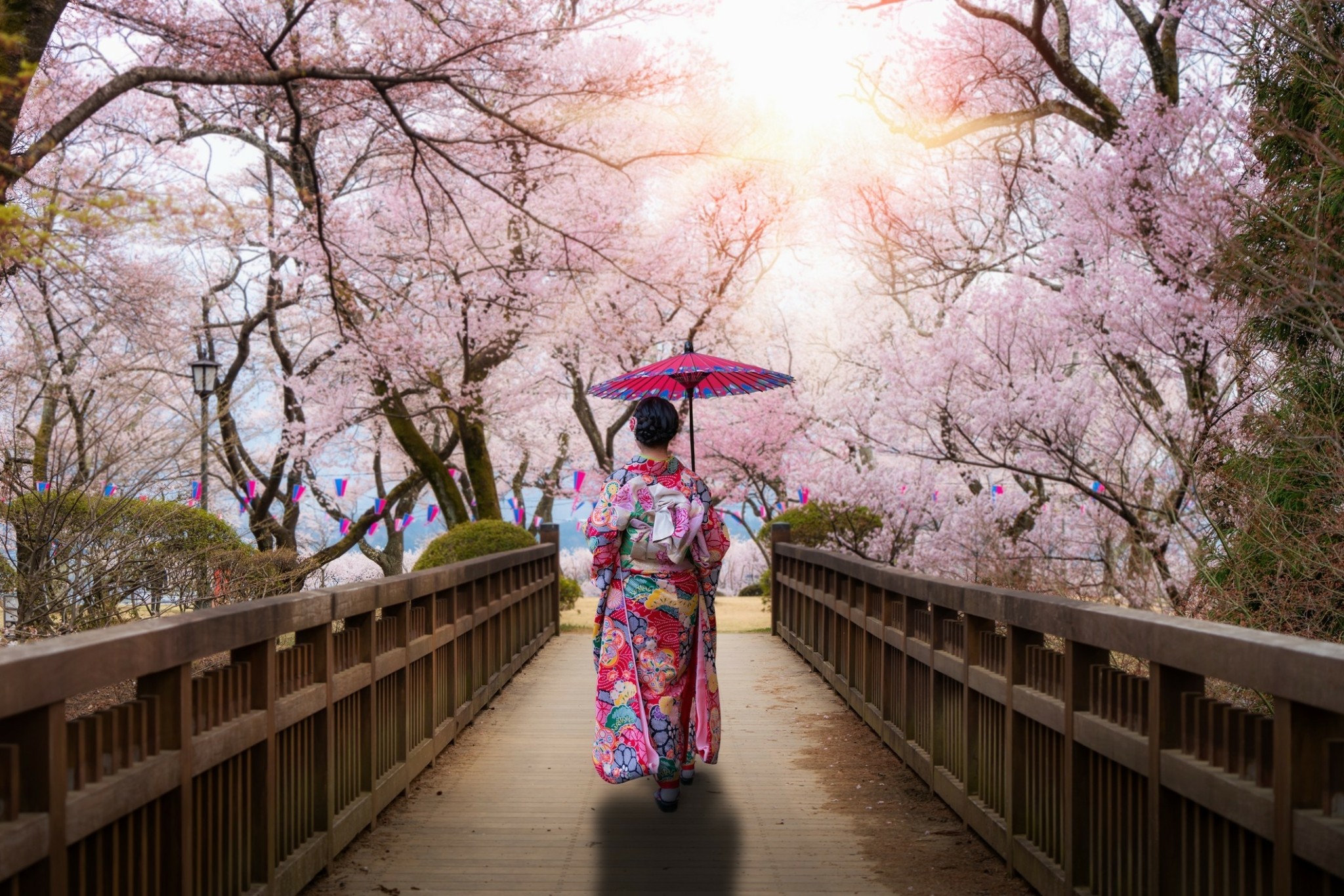Οταν ανθίζουν οι κερασιές Sakura – Οι 7 ημέρες γιορτής της ιαπωνικής Φύσης που πλημμυρίζει από τουρίστες από όλον τον κόσμο