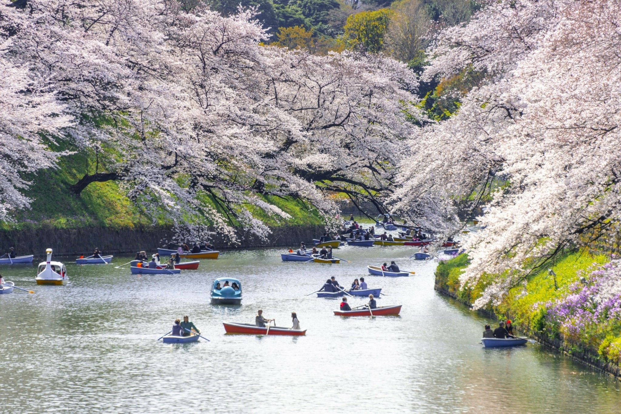 Οταν ανθίζουν οι κερασιές Sakura – Οι 7 ημέρες γιορτής της ιαπωνικής Φύσης που πλημμυρίζει από τουρίστες από όλον τον κόσμο