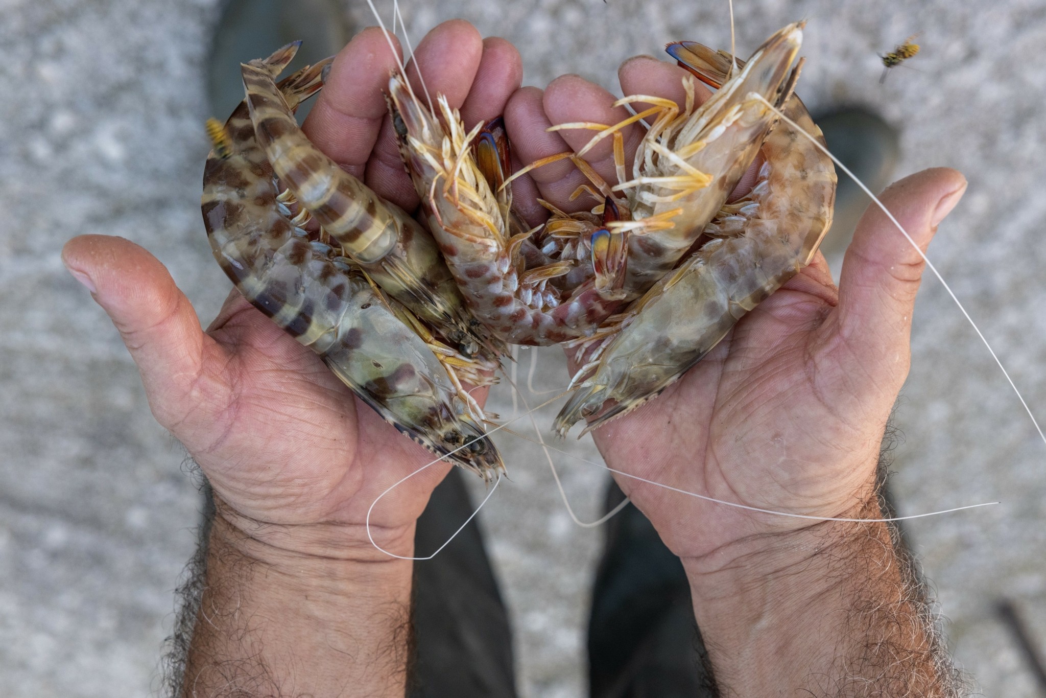 Γιατί η γαρίδα του Αμβρακικού είναι η κορυφαία στον κόσμο – Οι άνθρωποι, οι ιστορίες και τα μυστικά του ψαρέματος