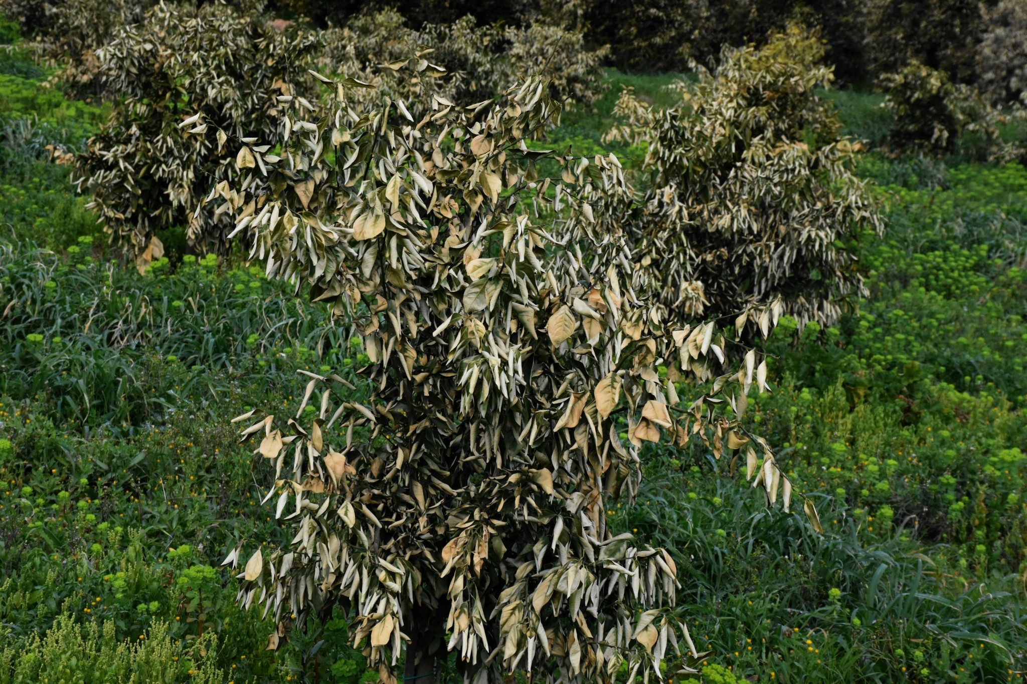 Νέα εφαρμογή θα προειδοποιεί τους αγρότες για επερχόμενο παγετό (tweet)