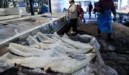 Μπακαλιάρος: Πιο «αλμυρή» η τιμή φέτος για την 25η Μαρτίου (vid)