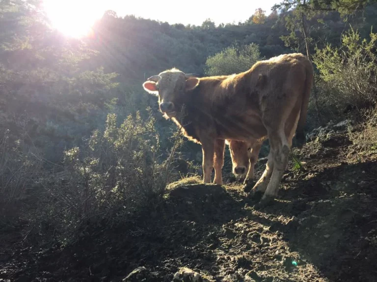 “Ντουνιάς”- Πώς μια ταβέρνα γίνεται “σχολή” με μαθητές απ’όλον τον κόσμο: Η πιο αυθεντική εμπειρία φαγητού που όλοι οι Έλληνες θα άξιζε να ζήσουν
