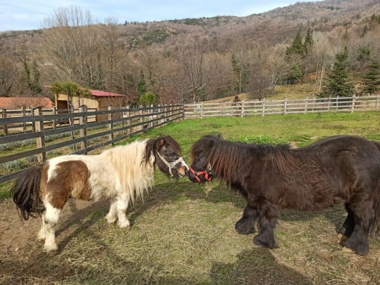 Πώς δύο αδέλφια μετέτρεψαν ένα οικογενειακό αγρόκτημα στο Πήλιο σε μια λατρεμένη φάρμα αγροτουρισμού