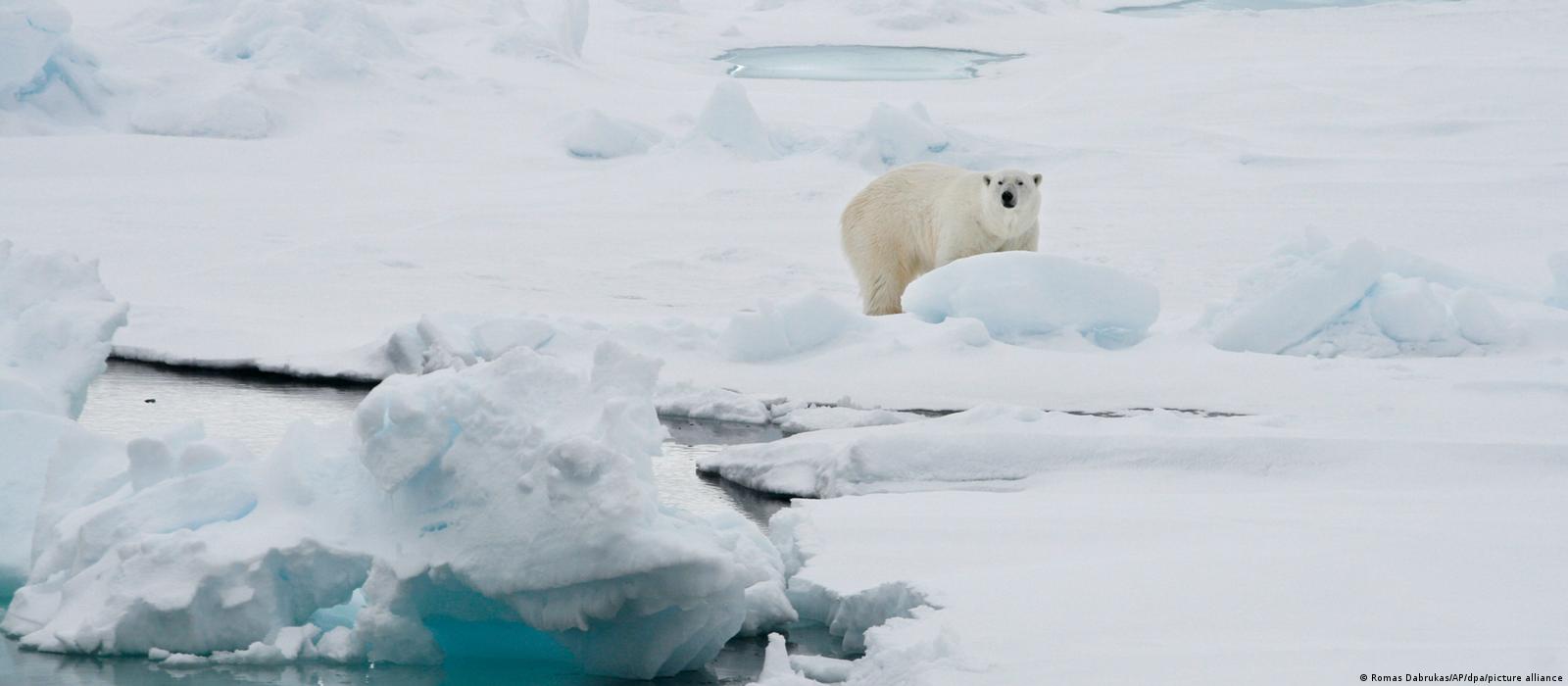 Κλιματική αλλαγή: Κινδυνεύουν (και) οι πολικές αρκούδες
