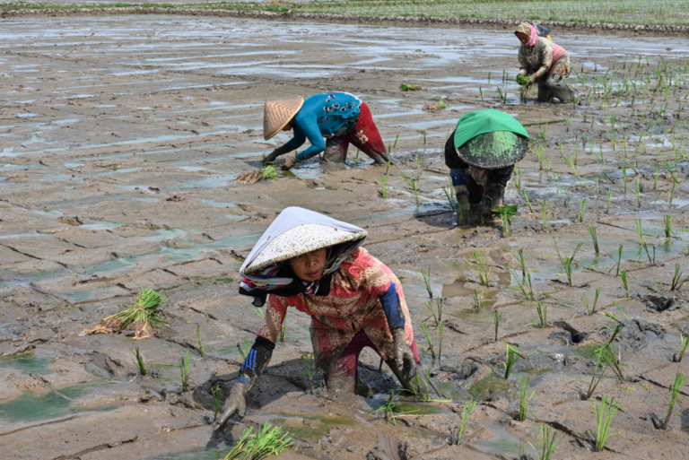 Η κρίση του ρυζιού: Έρχεται η μεγαλύτερη παγκόσμια έλλειψη της τελευταίας 20ετίας