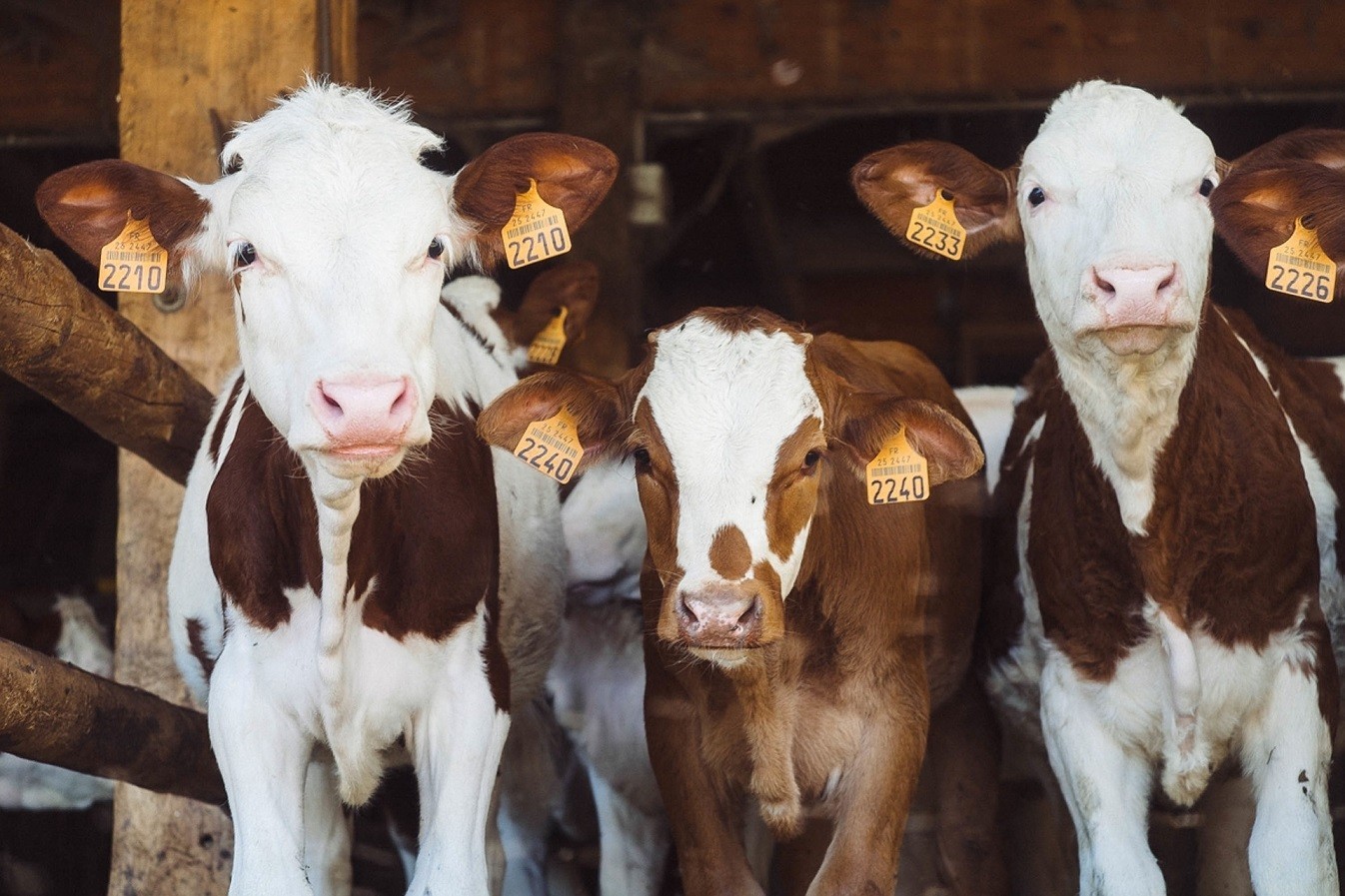 Οι αγελάδες χρειάζονται τουλάχιστον 9 τ.μ. αποφαίνεται η Ευρωπαϊκή Αρχή για την Ασφάλεια των τροφίμων