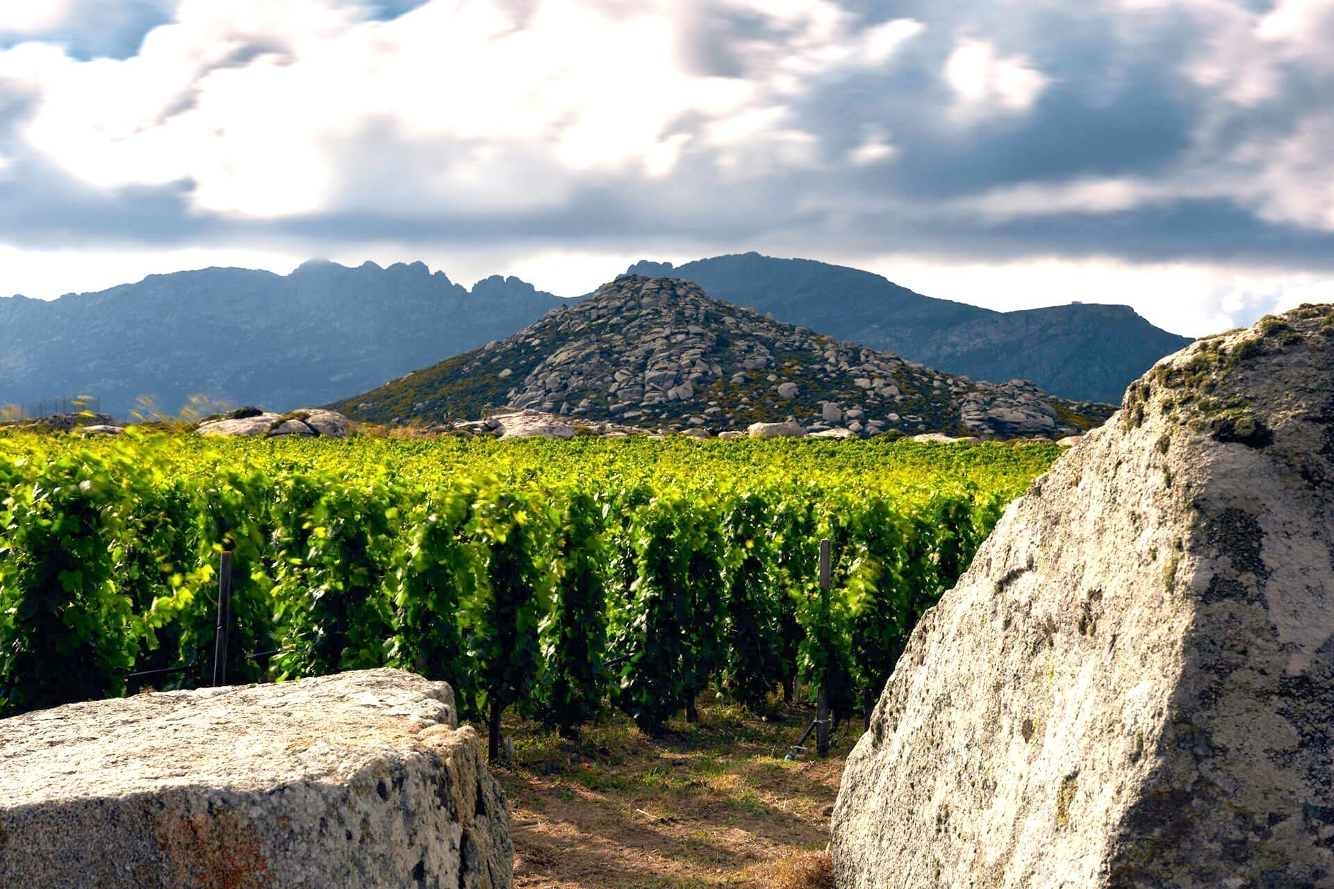 Η ιστορία πίσω από το θαύμα του αμπελώνα της Τήνου – Αυτά είναι τα κρασιά – διαμάντια