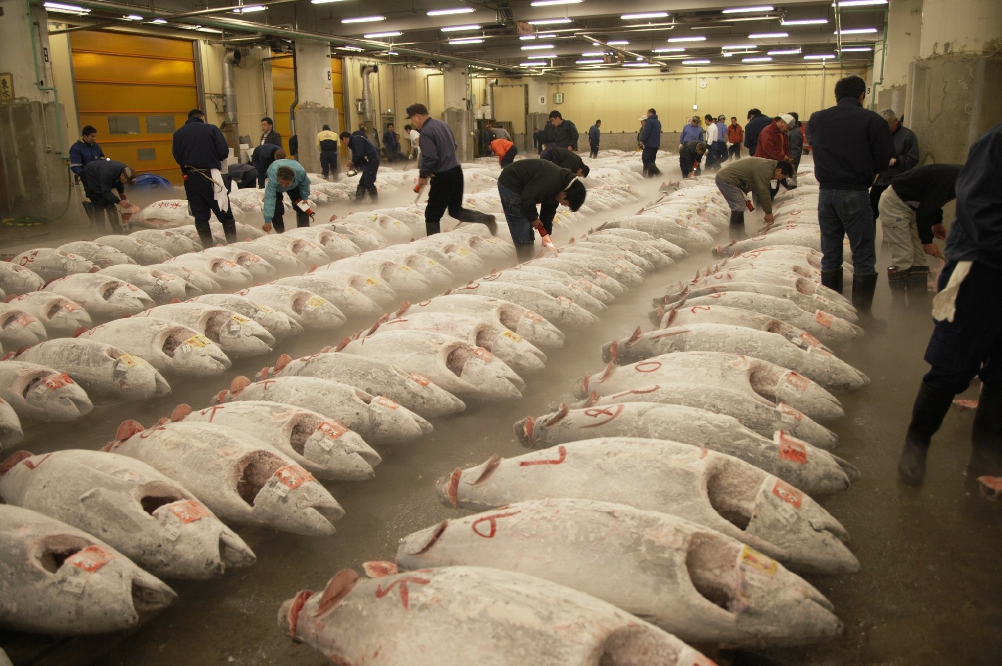 Η εκρηκτική ζήτηση ανεβάζει τις τιμές στο χρηματιστήριο του τόνου