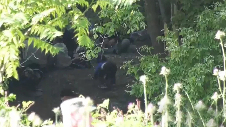 Έβρος: Ολοκληρώθηκε η επιχείρηση διάσωσης των μεταναστών από τη νησίδα (vids)