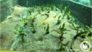 Το νησί του Αιγαίου που φυτεύει υποβρύχιους κήπους (tweet)