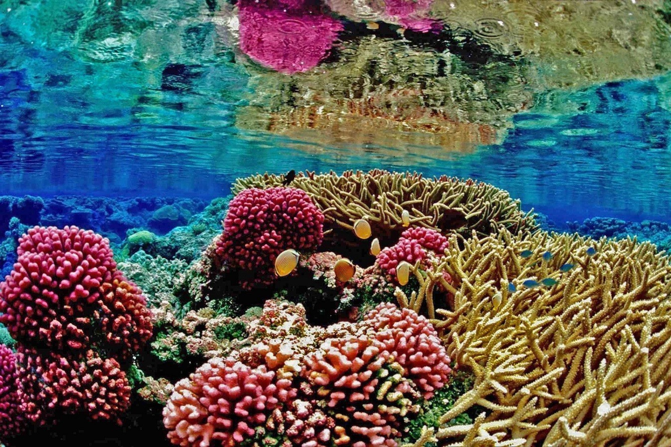 Κλιματική αλλαγή: Γιατί κινδυνεύουν οι κοραλλιογενείς ύφαλοι στη Φλόριντα