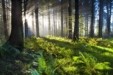 ΥΠΕΝ: Το φθινόπωρο το πλέγμα οικονομικών κινήτρων για την πρόληψη και τον καθαρισμό των δασών