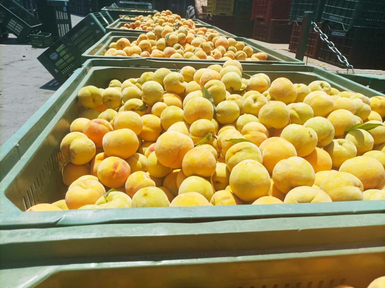 Η Ελλάδα εξάγει φρούτα στο Βιετνάμ και εισάγει… εργάτες