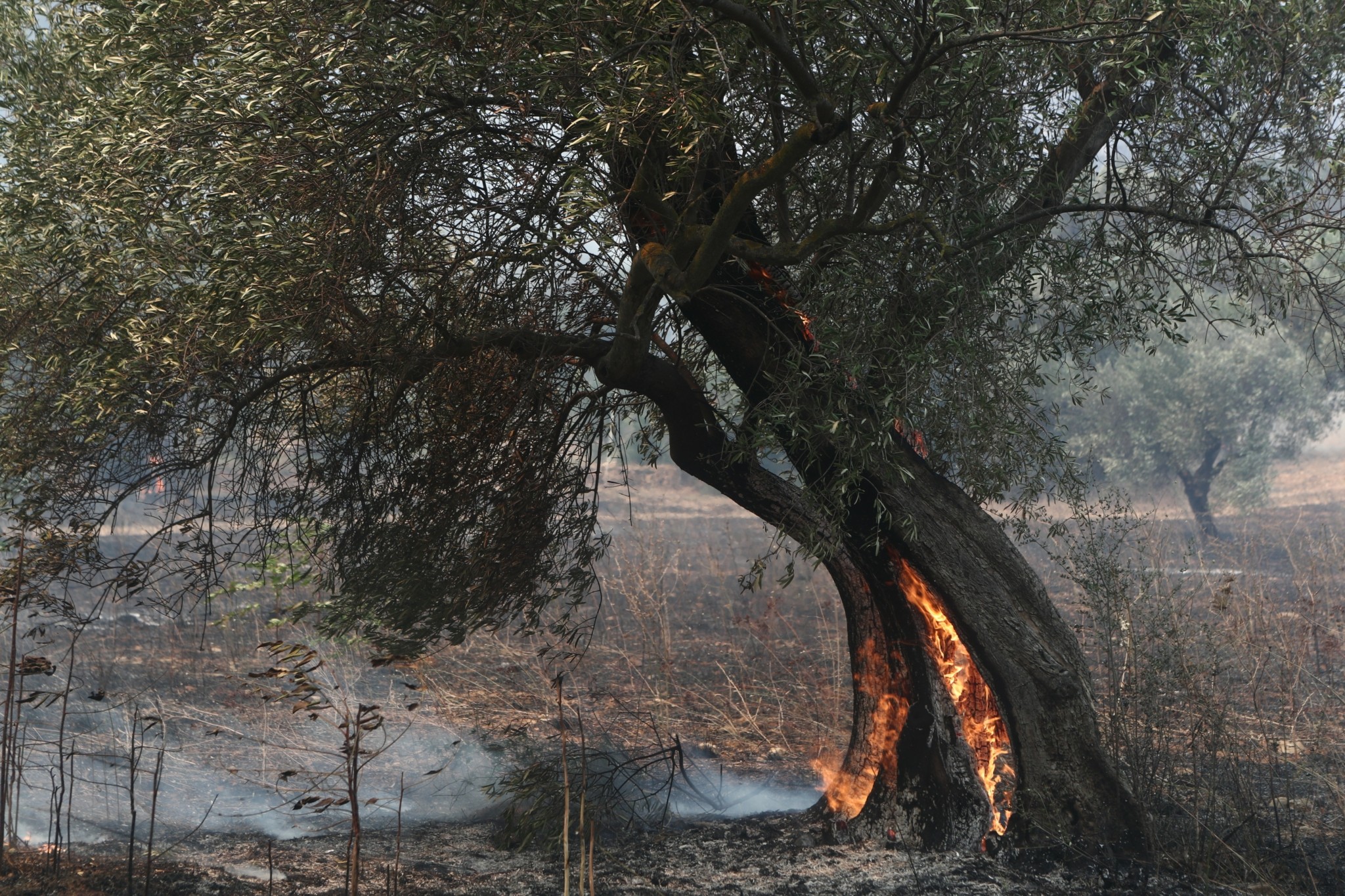 Φωτιά στον Έβρο: Άμεση λήψη μέτρων ζητούν οι εκπρόσωποι των βιομηχάνων