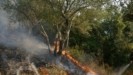 Φωτιές: Δίωξη για κακούργημα στον 45χρονο που συνελήφθη για εμπρησμό στον Αυλώνα