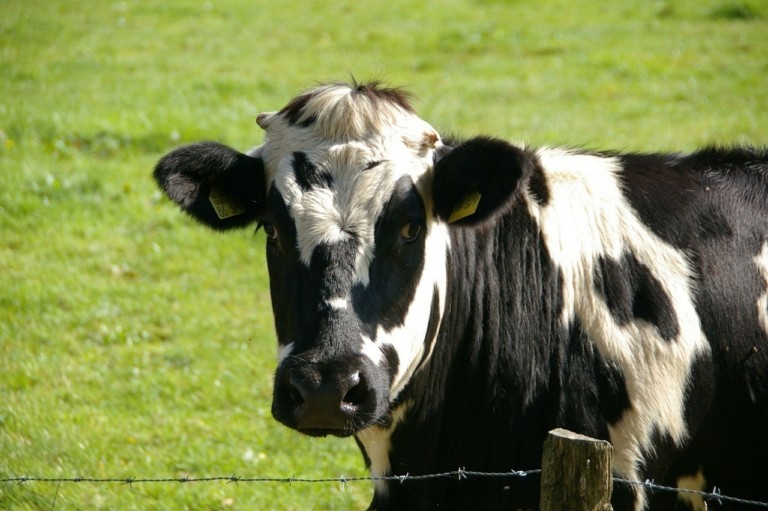 Καναδάς: Πώς οι επιστήμονες παρήγαγαν αγελάδες φιλικές στο περιβάλλον