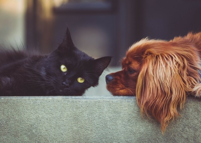 Zero Stray Pawject: Πώς επιδοτεί microchip για σκύλους και γάτες – Πώς θα λειτουργεί