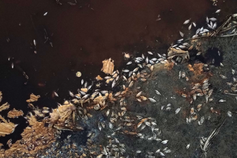 Τεράστια οικολογική καταστροφή: Πετρέλαιο που διέρρευσε στον Κόλπο του Μεξικού έφθασε σε παραλίες