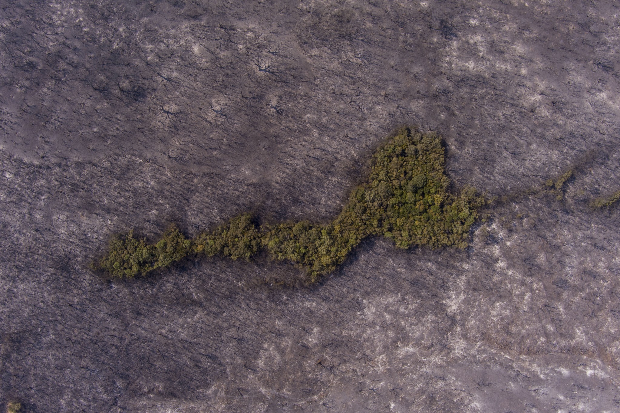 Δάσος Δαδιάς: Ανυπολόγιστη η καταστροφή για τα άγρια ζώα (pics + vid)