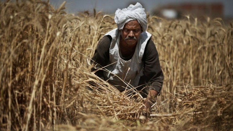 Αίγυπτος: Σε διαπραγματεύσεις για την αγορά 1 εκατ. τόνων σιταριού από τη Ρωσία