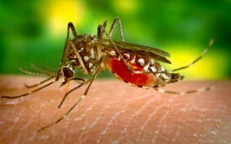 Συναγερμός για κουνούπια και Ιό Δυτικού Νείλου στις πλημμυρισμένες περιοχές
