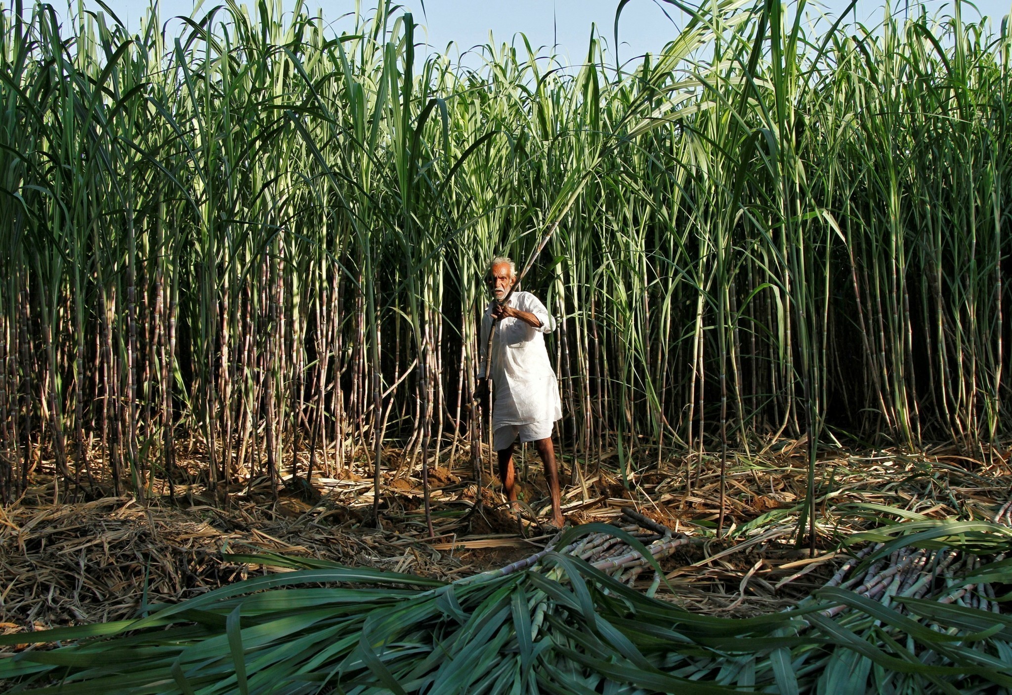 Μεγαλώνουν οι φόβοι για νέους περιορισμούς από την Ινδία στην αγορά ζάχαρης