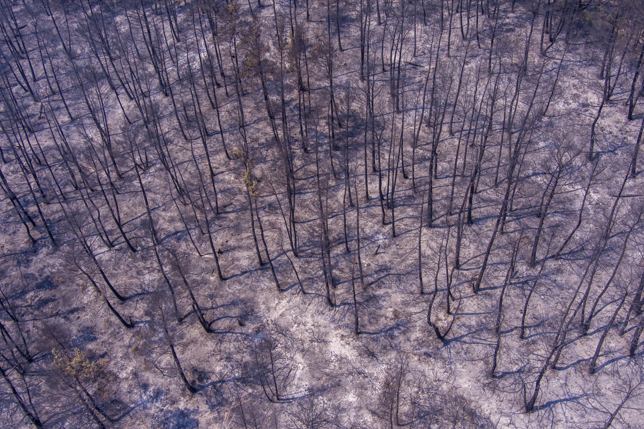 Έσβησε η πυρκαγιά στον Έβρο – Σε επιφυλακή η πυροσβεστική για αναζωπυρώσεις