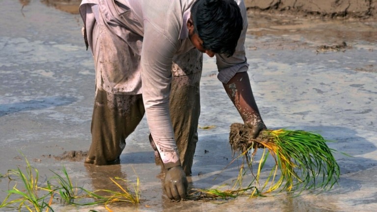 Νέες ταραχές αναμένονται στην αγορά ρυζιού λόγω Ελ Νίνιο