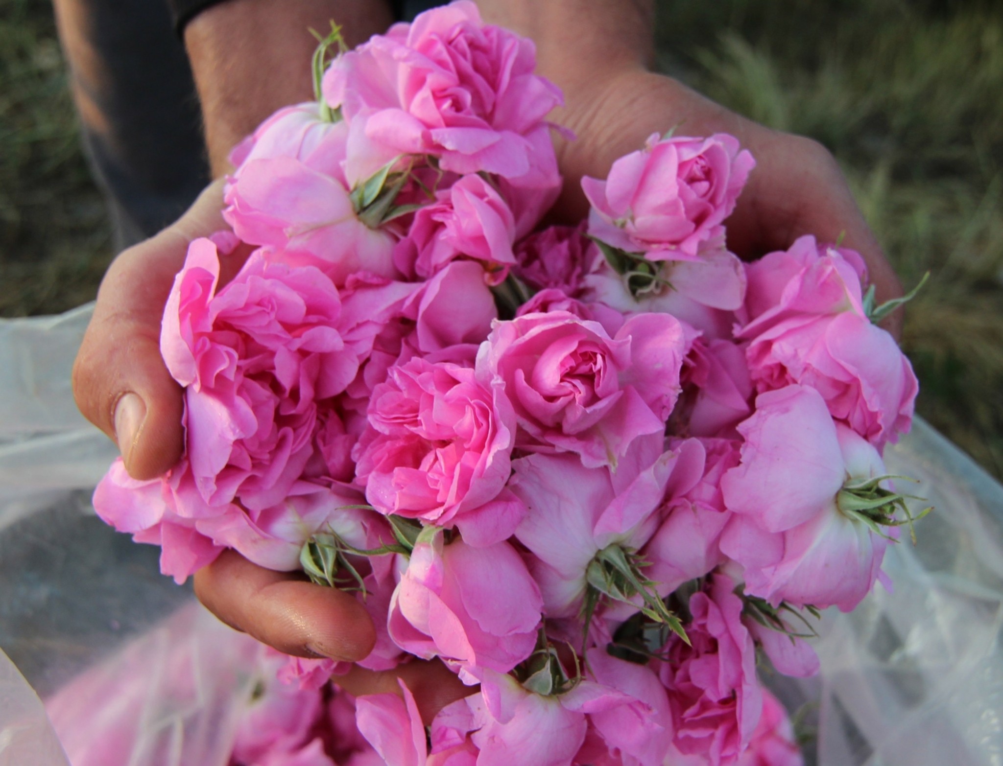 Τα τριαντάφυλλα της Βουλγαρίας: Γιατί Louis Vuitton και Tom Ford ξοδεύουν 15.000 δολάρια για ένα κιλό;