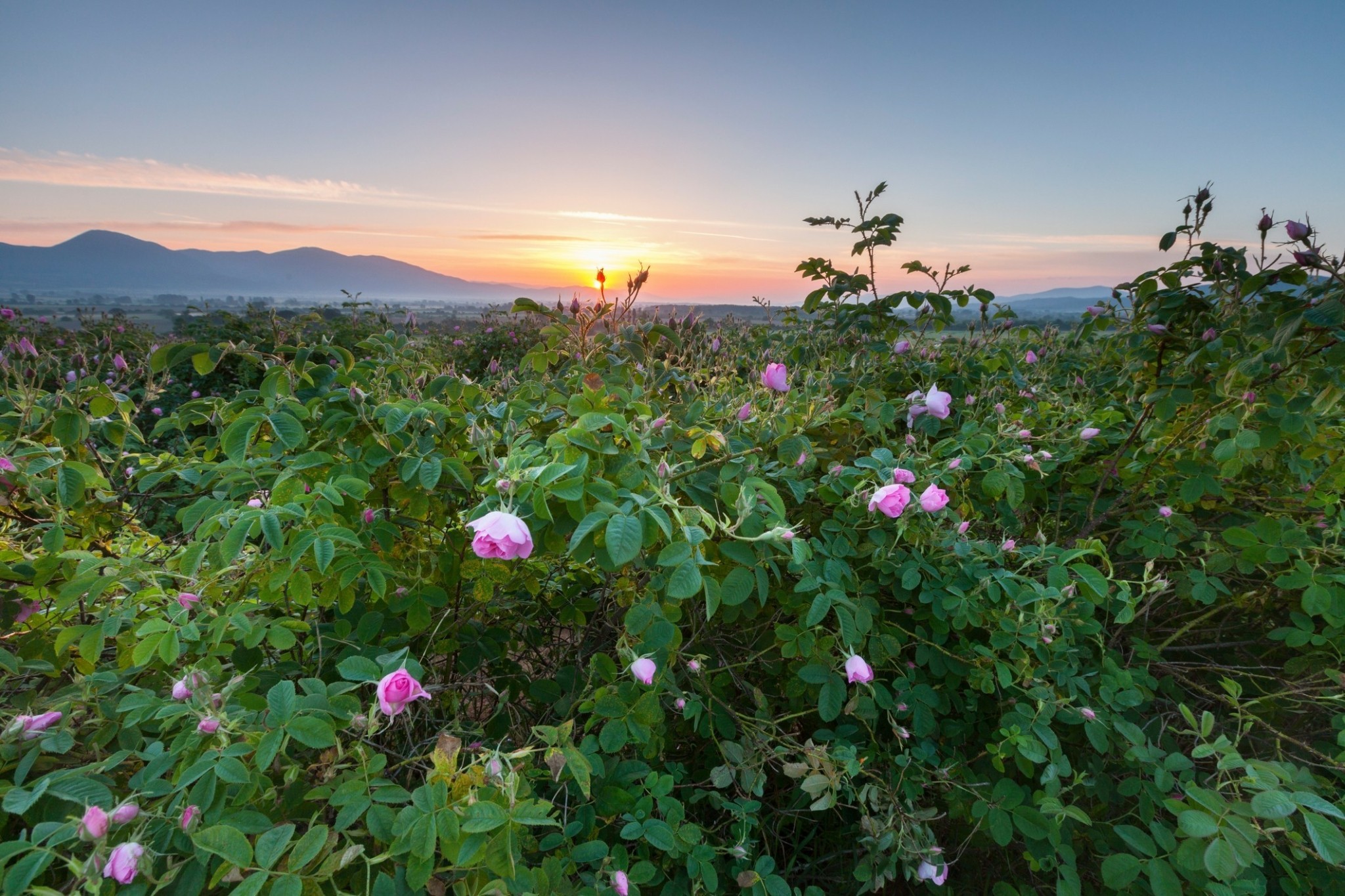 Τα τριαντάφυλλα της Βουλγαρίας: Γιατί Louis Vuitton και Tom Ford ξοδεύουν 15.000 δολάρια για ένα κιλό;