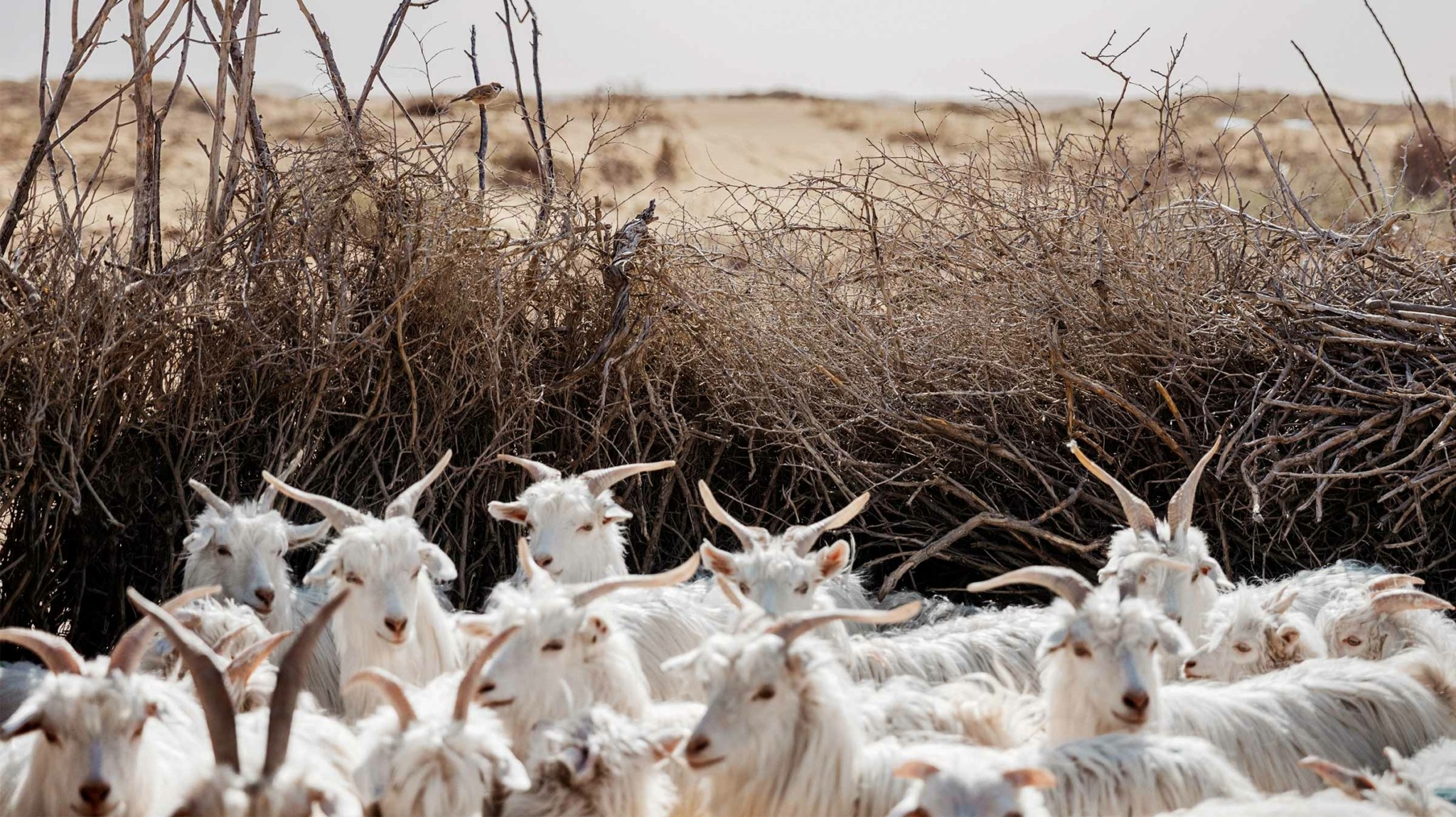 Loro Piana: Το τεράστιο success ενός πανάκριβου brand που έγινε σύμβολο της “ήσυχης πολυτέλειας”