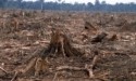 Επιδοτήσεις βιομάζας έως και €150 εκατ. ετησίως για την προστασία των δασών  