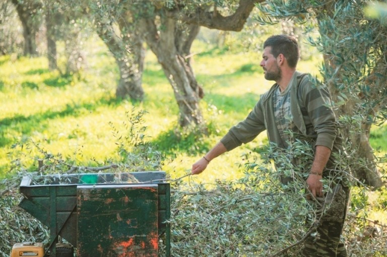 Λάδι: Ποιες είναι οι προβλέψεις για τη φετινή παραγωγή (πίνακας)