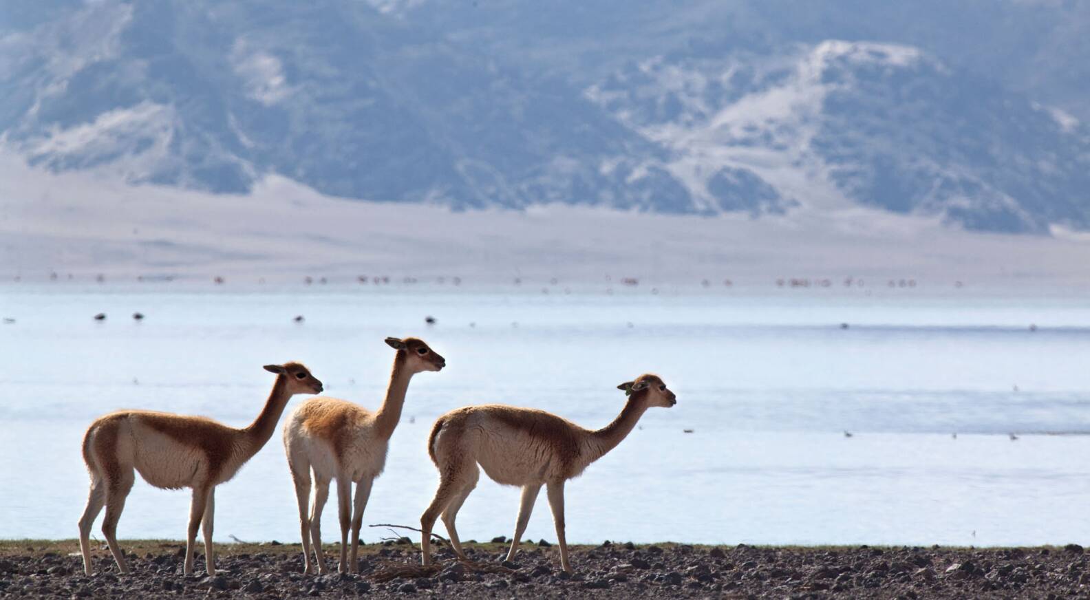 Loro Piana: Το τεράστιο success ενός πανάκριβου brand που έγινε σύμβολο της “ήσυχης πολυτέλειας”