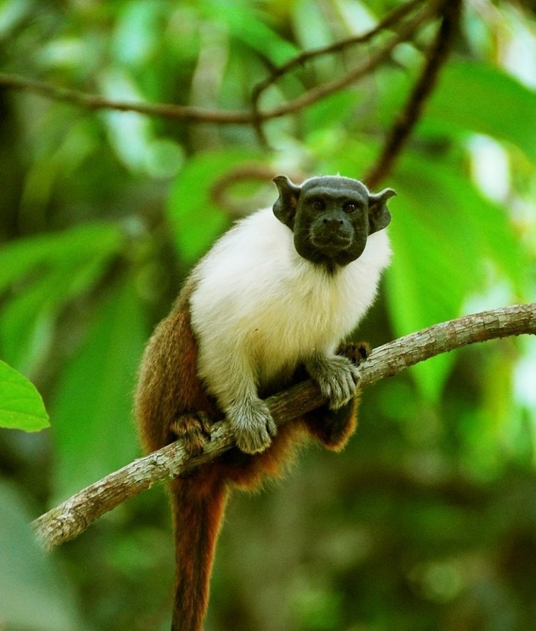 Οι πίθηκοι εκπέμπουν οσμές για να «ακουστούν» εξαιτίας της ηχορύπανσης