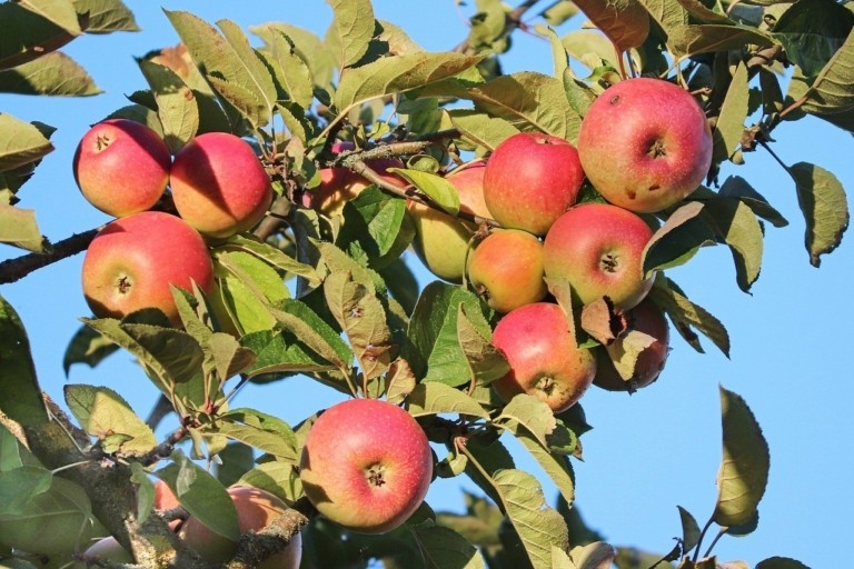 Μήλα: Σοβαρό πλήγμα έχει υποστεί η παραγωγή μετά την κακοκαιρία Daniel στη Θεσσαλία (vid)