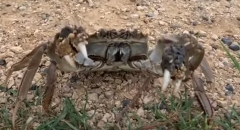 Τριχωτά καβούρια από την Κίνα κάνουν «απόβαση» στη Μεγάλη Βρετανία (vid)