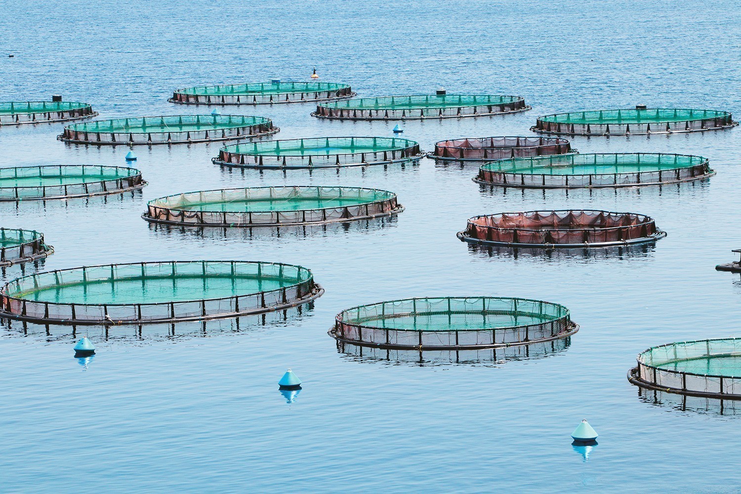 Ίριδα – Γαλαξίδι: Ένα deal ανάγκης που ξεκλειδώνει εξελίξεις στις ιχθυοκαλλιέργειες