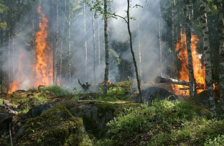 Πώς ένα κουκουνάρι μπορεί να προστατεύσει τα δάση από τις πυρκαγιές