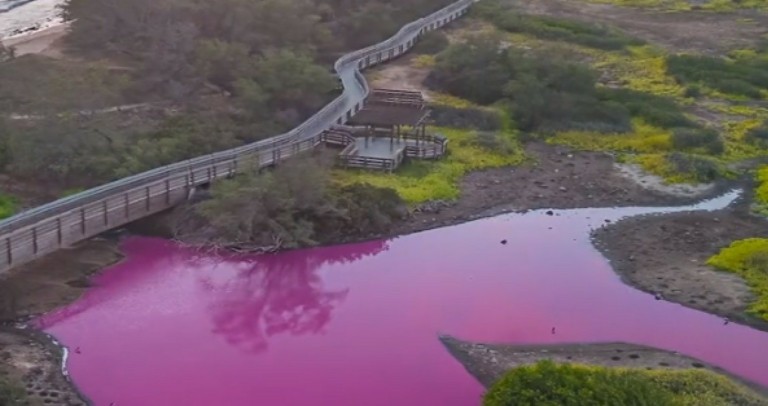 Χαβάη: Γιατί μια λίμνη έγινε ροζ – Τι λένε οι επιστήμονες (tweet)