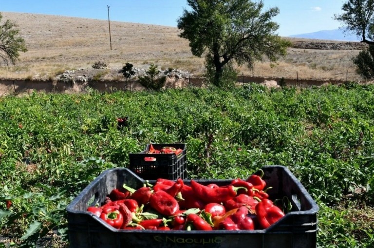 Πιπεριά Φλωρίνης: Πώς μια οικογενειακή επιχείρηση κατάφερε να την κάνει εξαγώγιμο delicatessen προϊόν